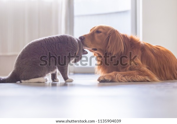 British Short Hair Cat Golden Retriever Stock Photo Edit Now