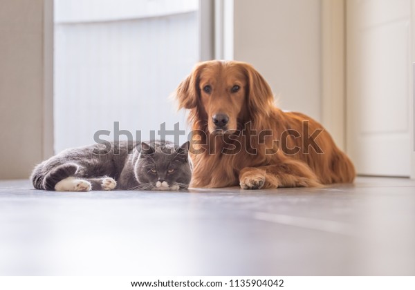 British Short Hair Cat Golden Retriever Stock Photo Edit Now