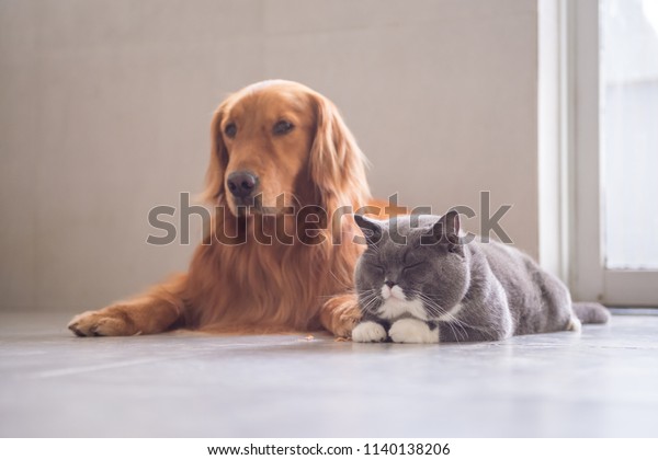 British Short Hair Cat Golden Retriever Stock Photo Edit Now