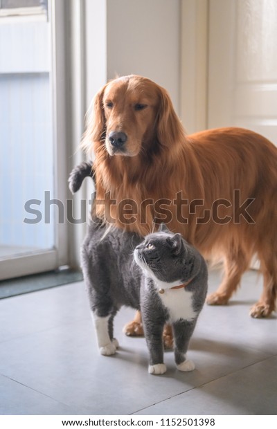 British Short Hair Cat Golden Retriever Stock Photo Edit Now