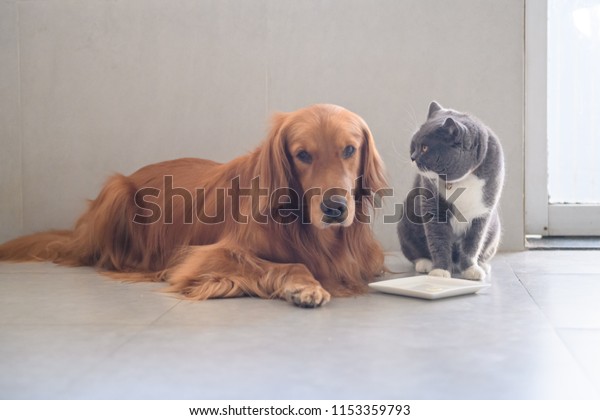 British Short Hair Cat Golden Retriever Stock Photo Edit Now