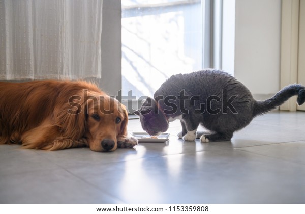 British Short Hair Cat Golden Retriever Stock Photo Edit Now