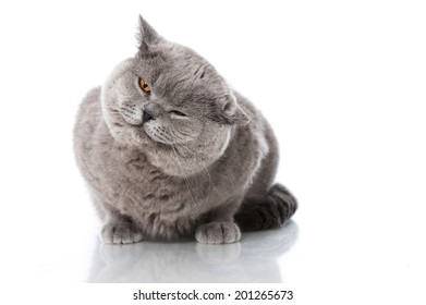 English Short Hair Cat Images Stock Photos Vectors Shutterstock