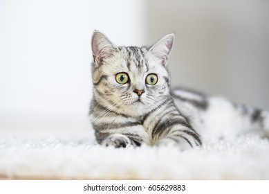 English Short Hair Cat Images Stock Photos Vectors Shutterstock