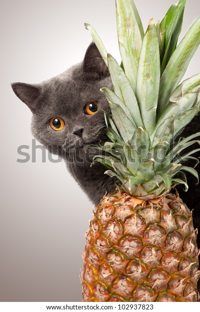 British Short Hair Cat Pineapple On Stock Photo Edit Now 102937823