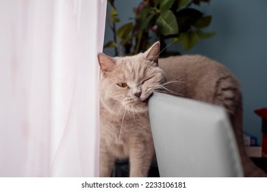 British short hair cat rubbing its face on back of a chair making funny face. Home pet.