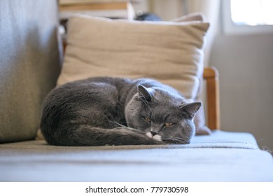 British short hair cat sleeps on sofa - Shutterstock ID 779730598