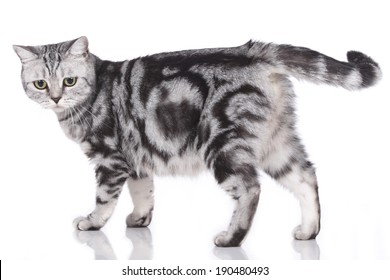 3,040 Cat sideways Images, Stock Photos & Vectors | Shutterstock