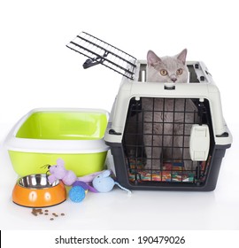 British short hair cat with cat supplies