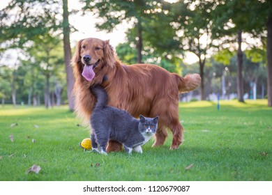 British Short Hair Cats And Dogs Play In The Meadow