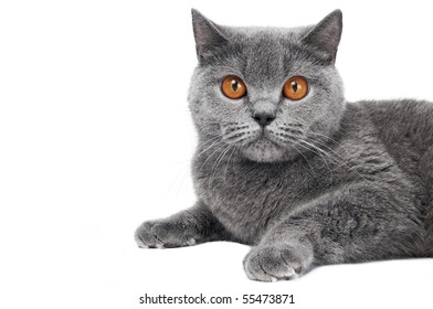 1,470 English Short Hair Cat Images, Stock Photos & Vectors | Shutterstock