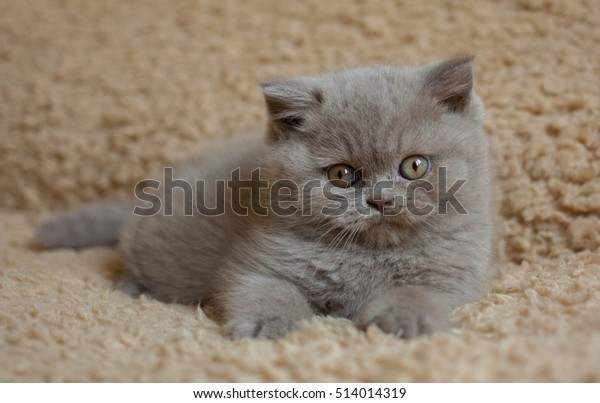 British Short Hair Kitten 2 Months Stock Photo Edit Now 514014319