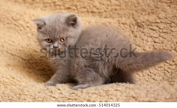 British Short Hair Kitten 2 Months Stock Image Download Now