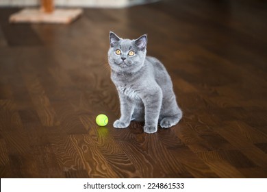 British shorthair sexual maturity months British shorthair sexual maturity months