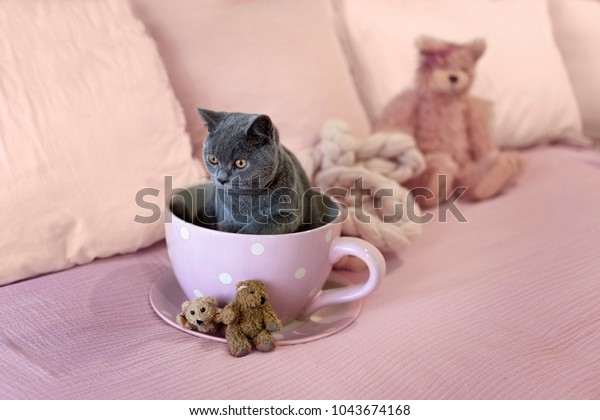 British Short Hair Kitten Teacup Stock Photo Edit Now 1043674168