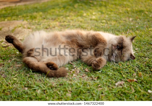 British Short Hair Mix Persian Cat Stock Photo Edit Now 1467322400