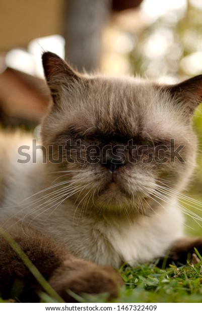 British Short Hair Mix Persian Cat Stock Photo Edit Now 1467322409