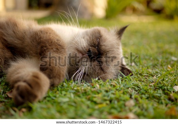 British Short Hair Mix Persian Cat Stock Photo Edit Now 1467322415