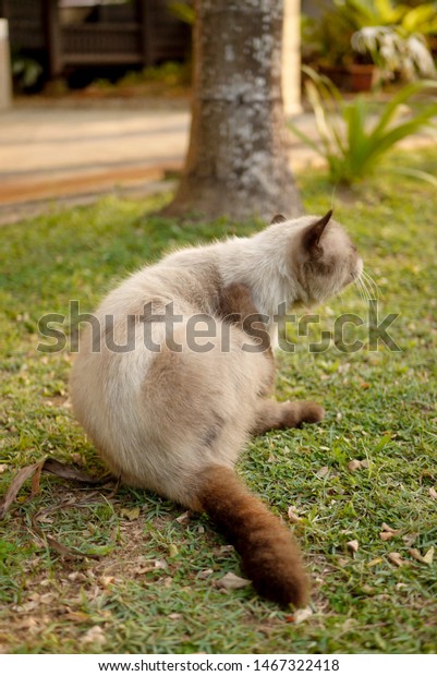 British Short Hair Mix Persian Cat Stock Photo Edit Now 1467322418