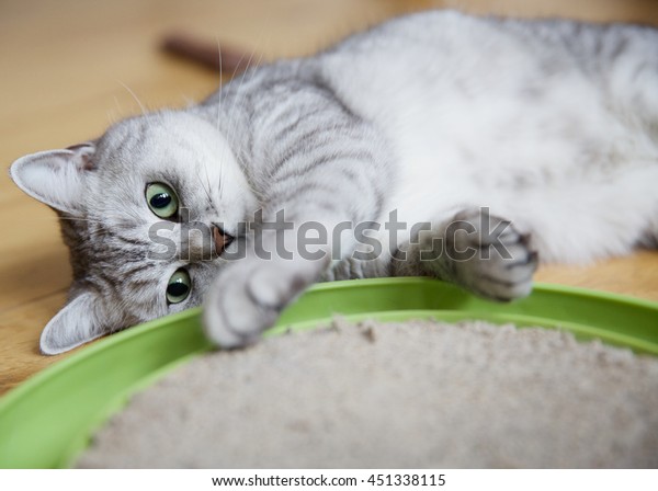 British Short Hair Silver Tabby Cat Stock Photo Edit Now 451338115