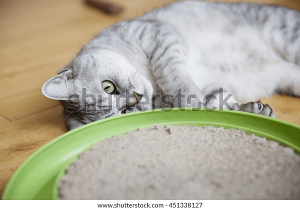 British Short Hair Silver Tabby Cat Stock Photo Edit Now 451338127