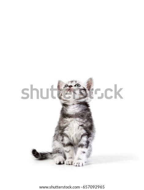 British Short Hair Silver Tabby Kitten Stock Photo Edit Now