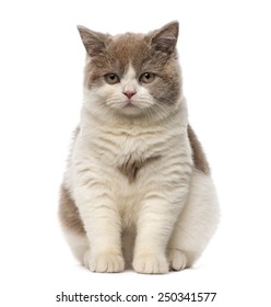 11,000 Brown British Shorthair Images, Stock Photos & Vectors ...