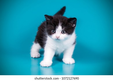 British Shorthair Bicolor Cat