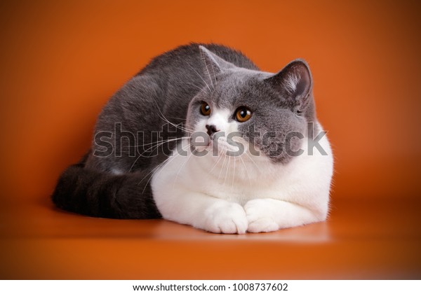 British Shorthair Bicolor Cat Stock Image Download Now