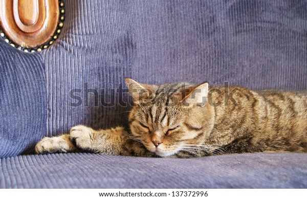 British Shorthair Black Golden Spotted Cat Stock Photo Edit Now