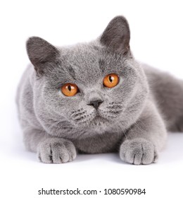 Similar Images Stock Photos Vectors Of British Shorthair Blue Brits Korthaar Blauw Shutterstock