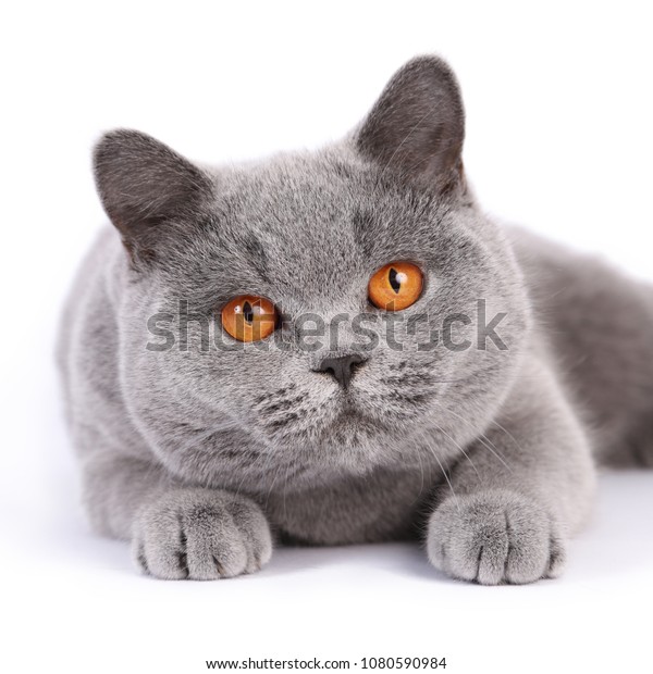 British Shorthair Blue Brits Korthaar Blauw Stock Photo Edit Now