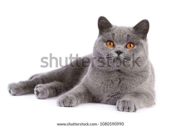 British Shorthair Blue Brits Korthaar Blauw Stock Photo Edit Now