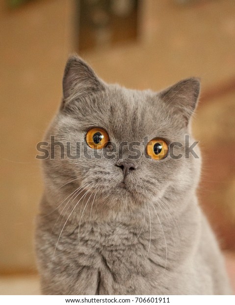 British Shorthair Blue Cat Grey Orange Stockfoto Jetzt