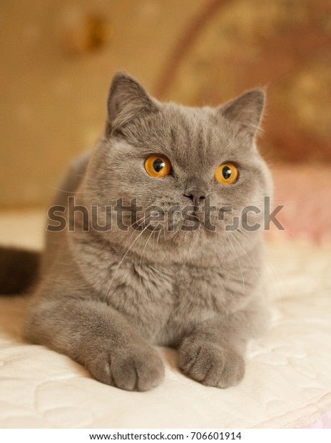 British Shorthair Blue Cat Grey Orange Stock Photo Edit Now