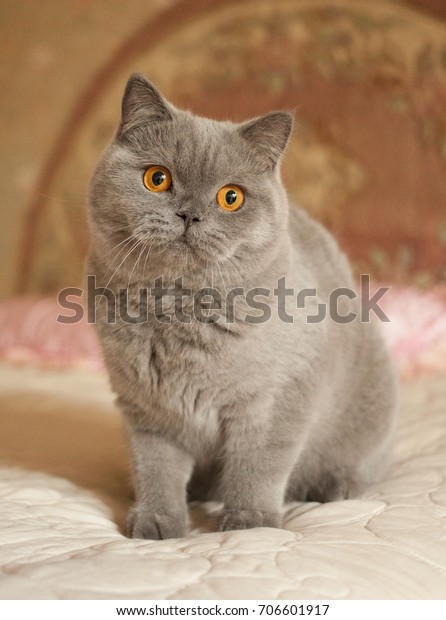 British Shorthair Blue Cat Grey Orange Royalty Free Stock Image