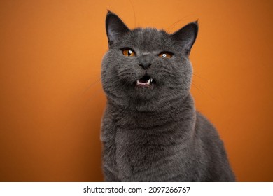 british shorthair blue cat making funny face looking angry or upset with mouth open on orange background - Shutterstock ID 2097266767