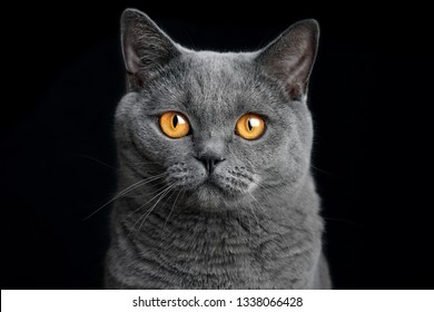 british shorthair blue cat on a black background portrait

