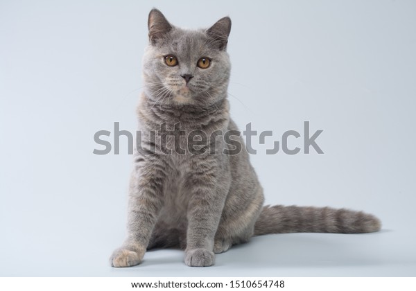 British Shorthair Blue Cream Cat On Stock Photo Edit Now 1510654748