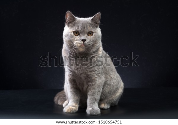 British Shorthair Blue Cream Cat On Stock Photo Edit Now 1510654751