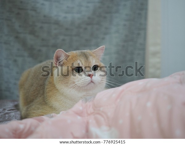 British Shorthair Blue Golden Shaded Kitten Stock Image Download Now