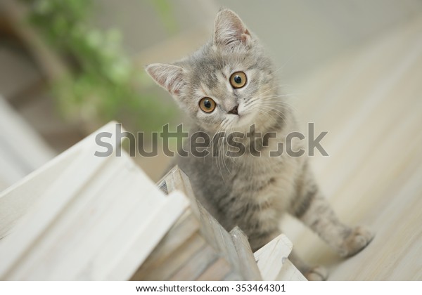 British Shorthair Blue Patched Tabby Stock Image Download Now