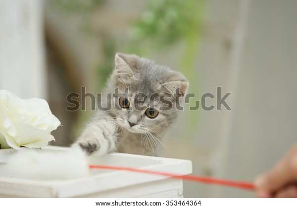 British Shorthair Blue Patched Tabby Royalty Free Stock Image