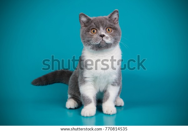 British Shorthair Blue White Bicolor Kitten Stock Photo Edit Now