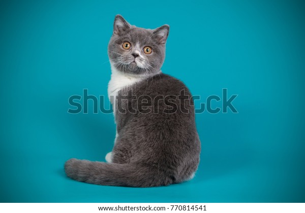 British Shorthair Blue White Bicolor Kitten Animals Wildlife