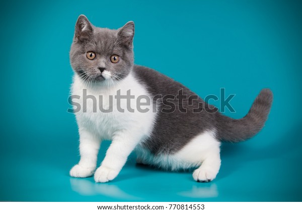 British Shorthair Blue White Bicolor Kitten Stock Image Download Now