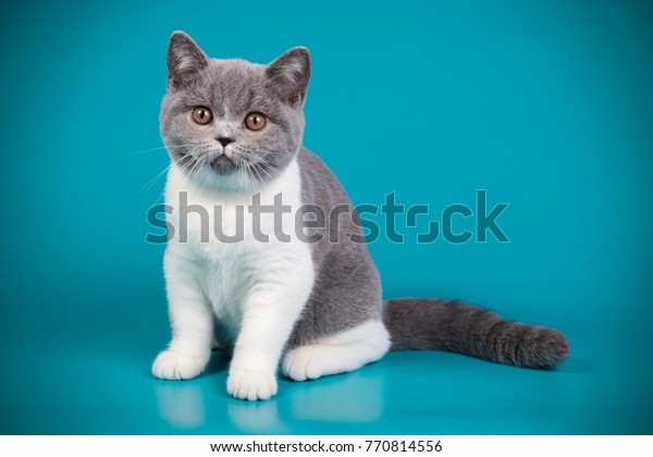 British Shorthair Blue White Bicolor Kitten Animals Wildlife