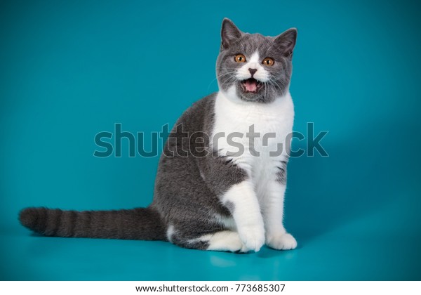 British Shorthair Blue White Bicolor Cat Stock Photo Edit Now