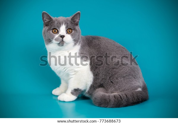 British Shorthair Blue White Bicolor Cat Stock Photo Edit Now