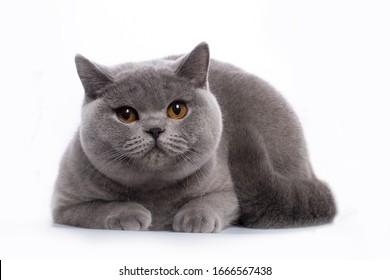 British Shorthair blue young cat with orange eyes on a white background isolate